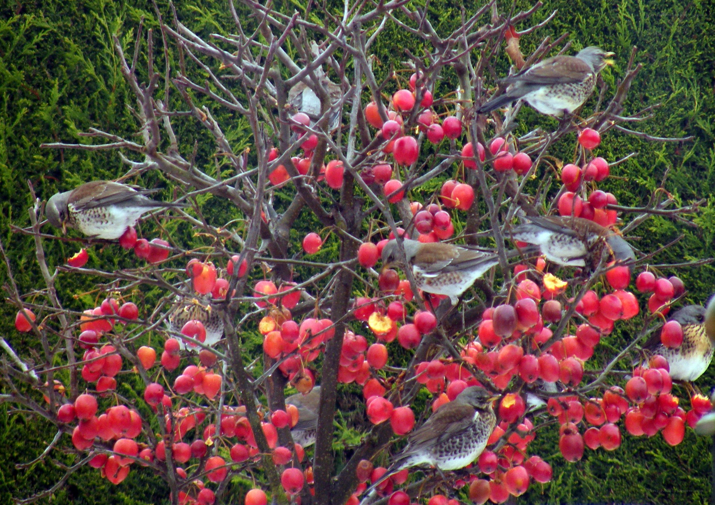 birds eating berries from a tree