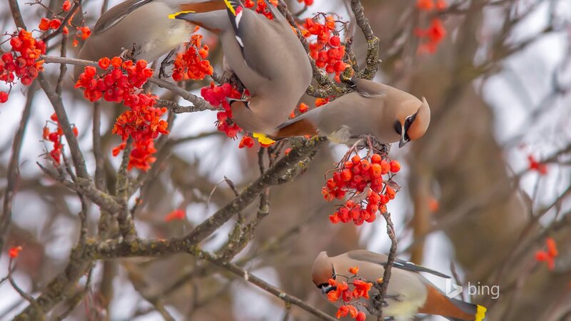 Birds Eating Berries — Red