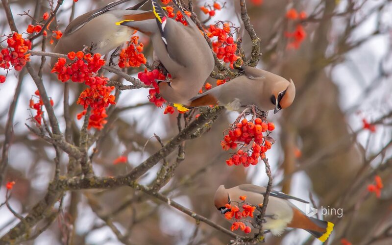 Birds Eating Berries