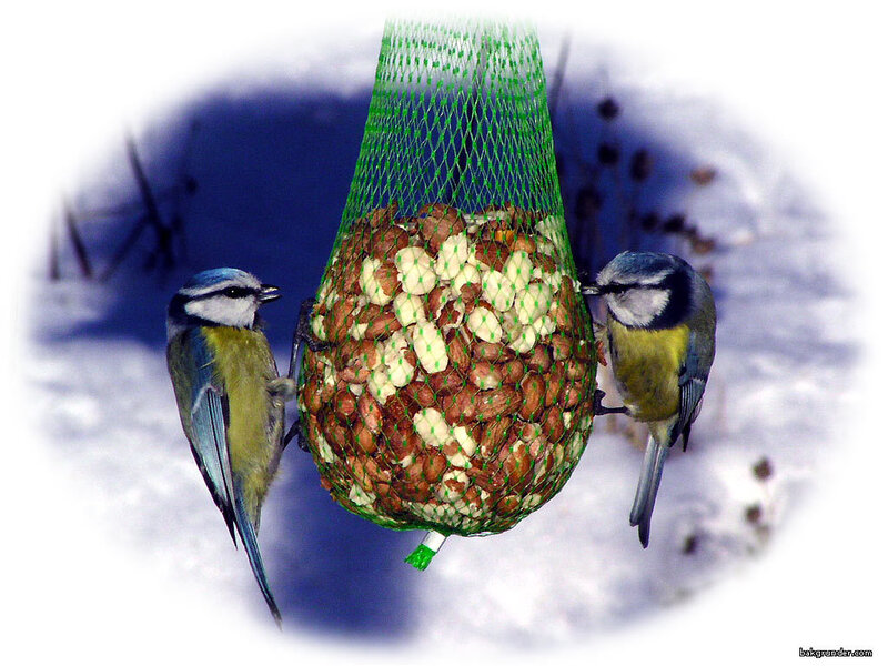 Birds eating from a feeder