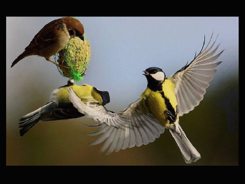 Birds Eating from Feeder