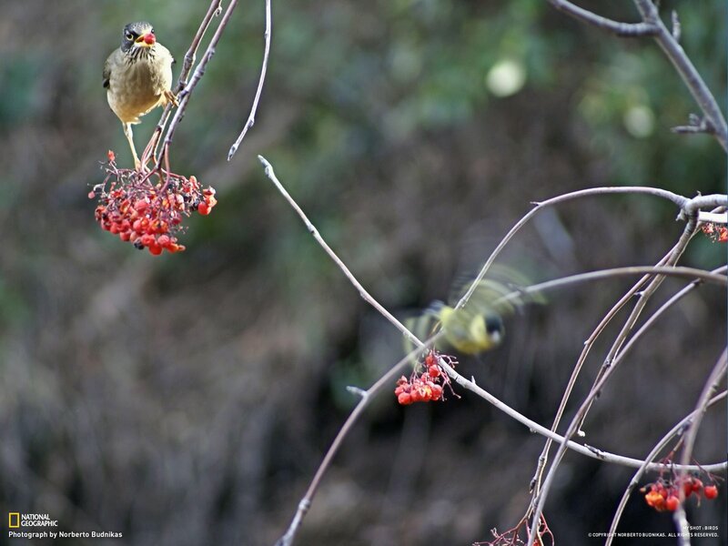 Birds eating red berries