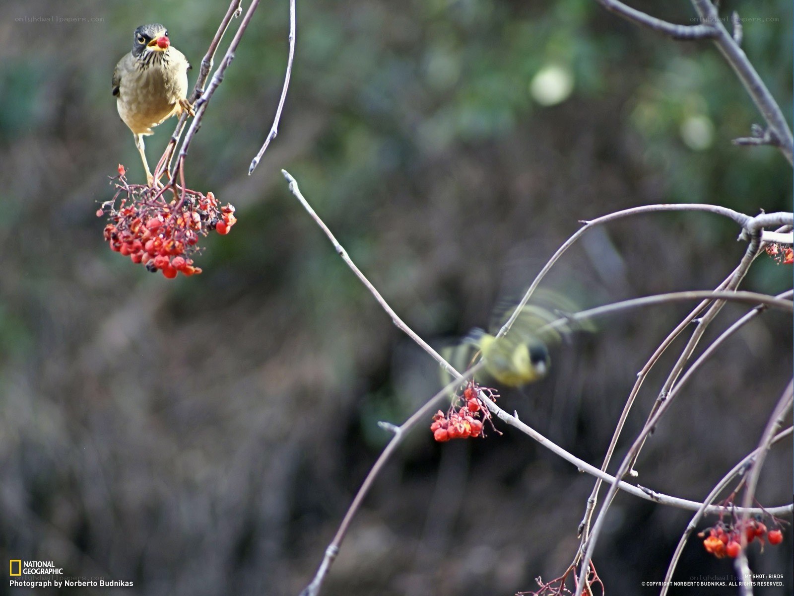 Birds eating red berries