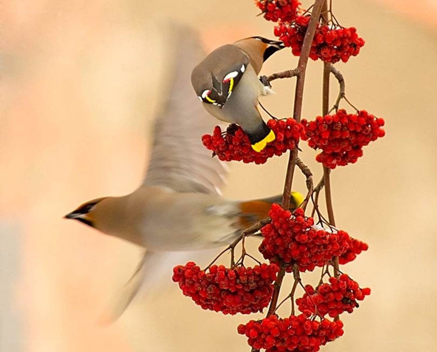 Birds eating red berries