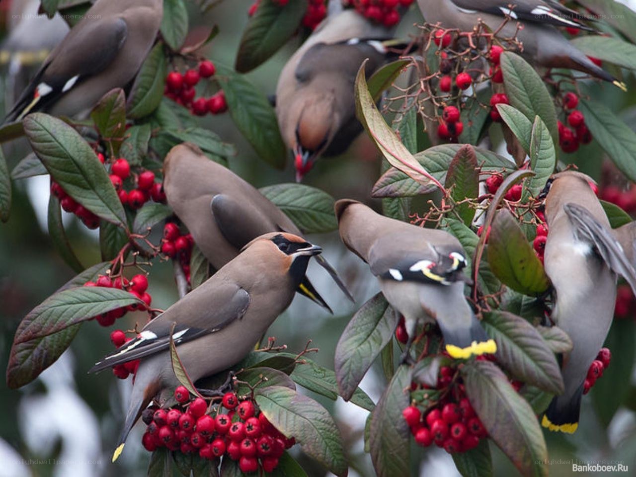 Birds eating red berries
