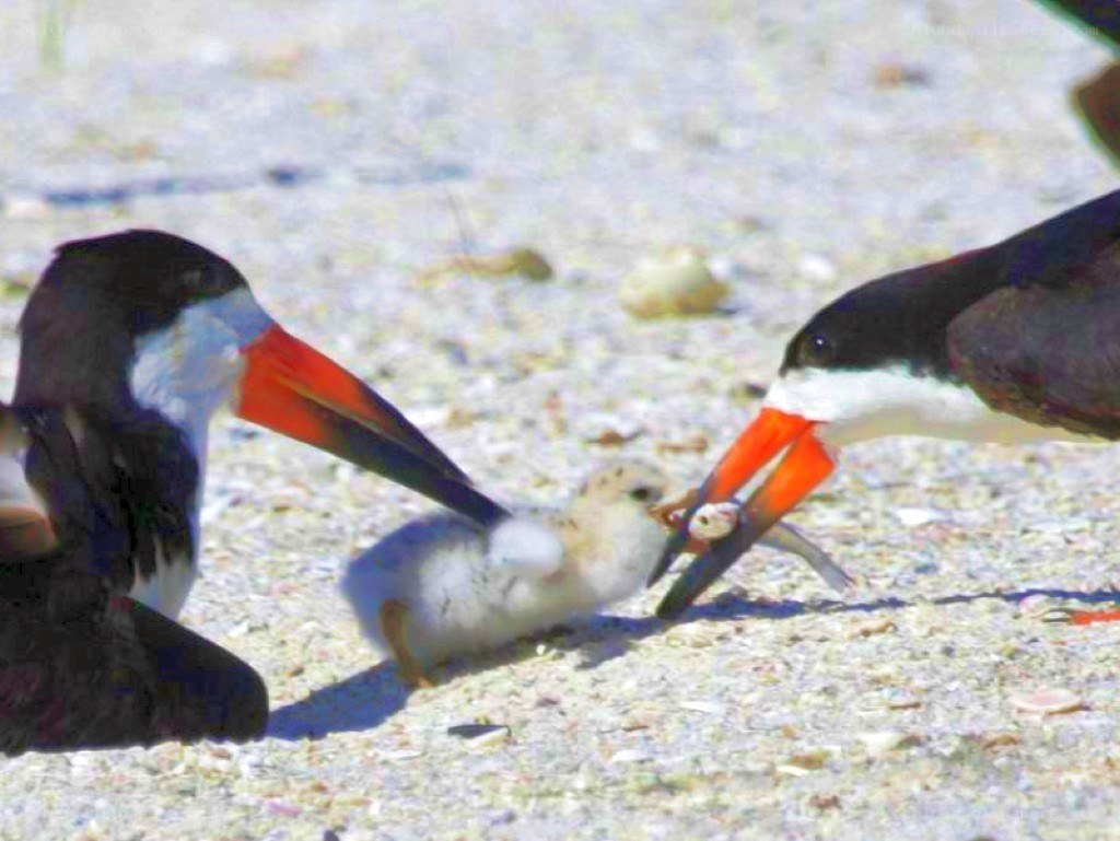 Birds feeding a chick
