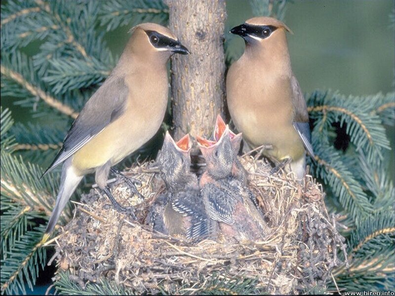 Birds feeding chicks in nest