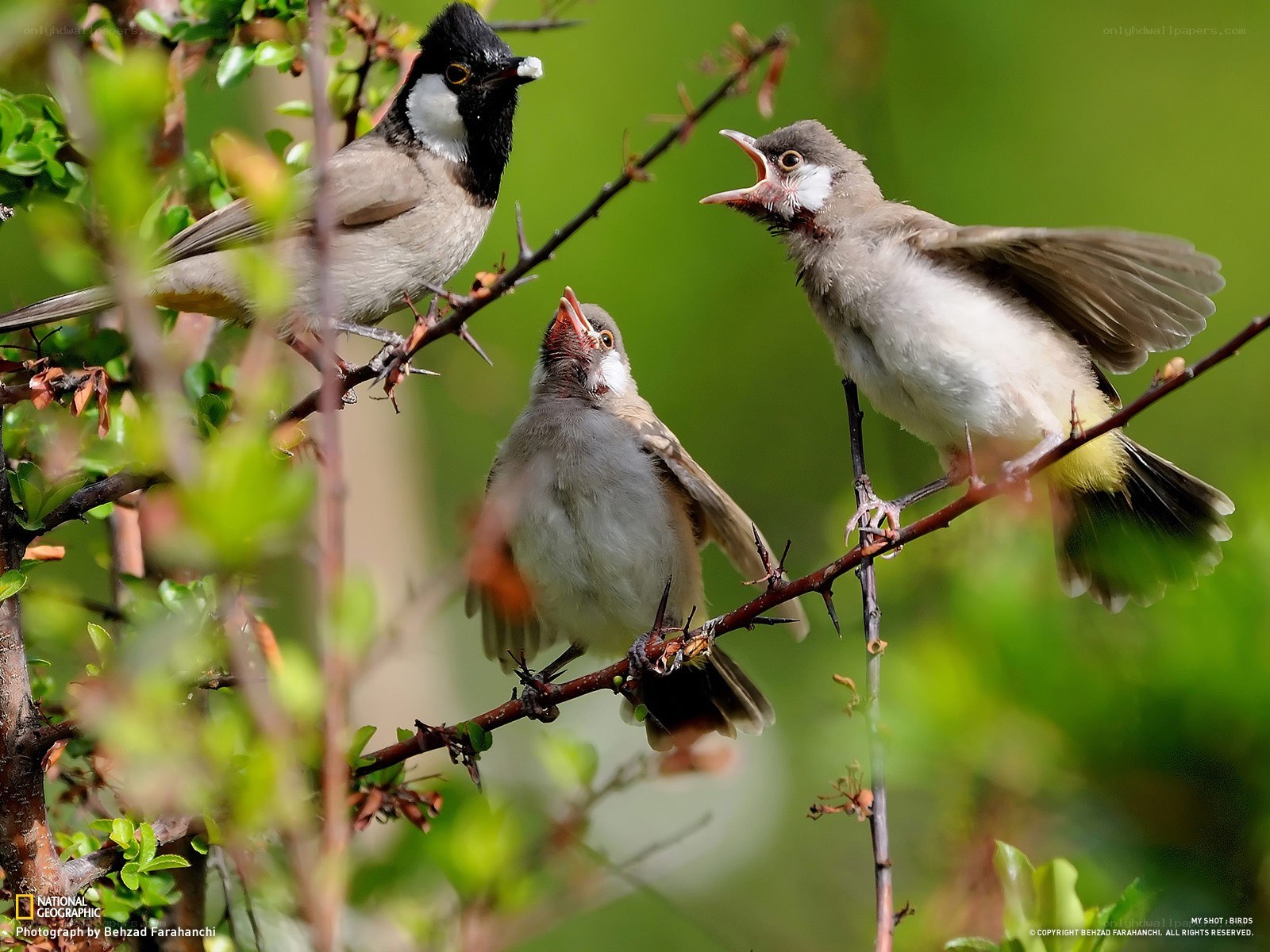 Birds feeding chicks on a branch