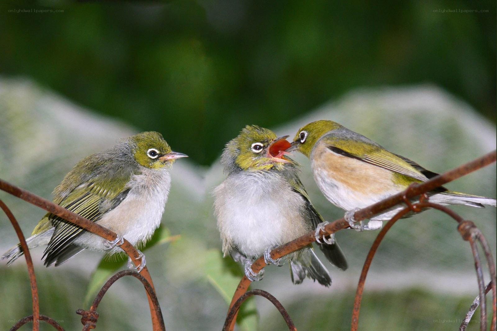 Birds feeding chicks on a wire