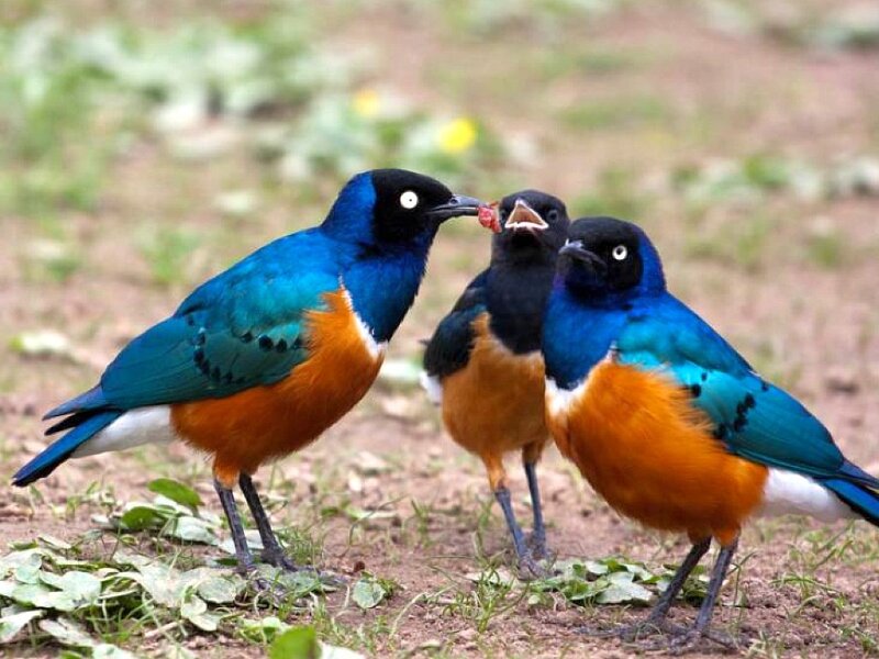 birds feeding each other