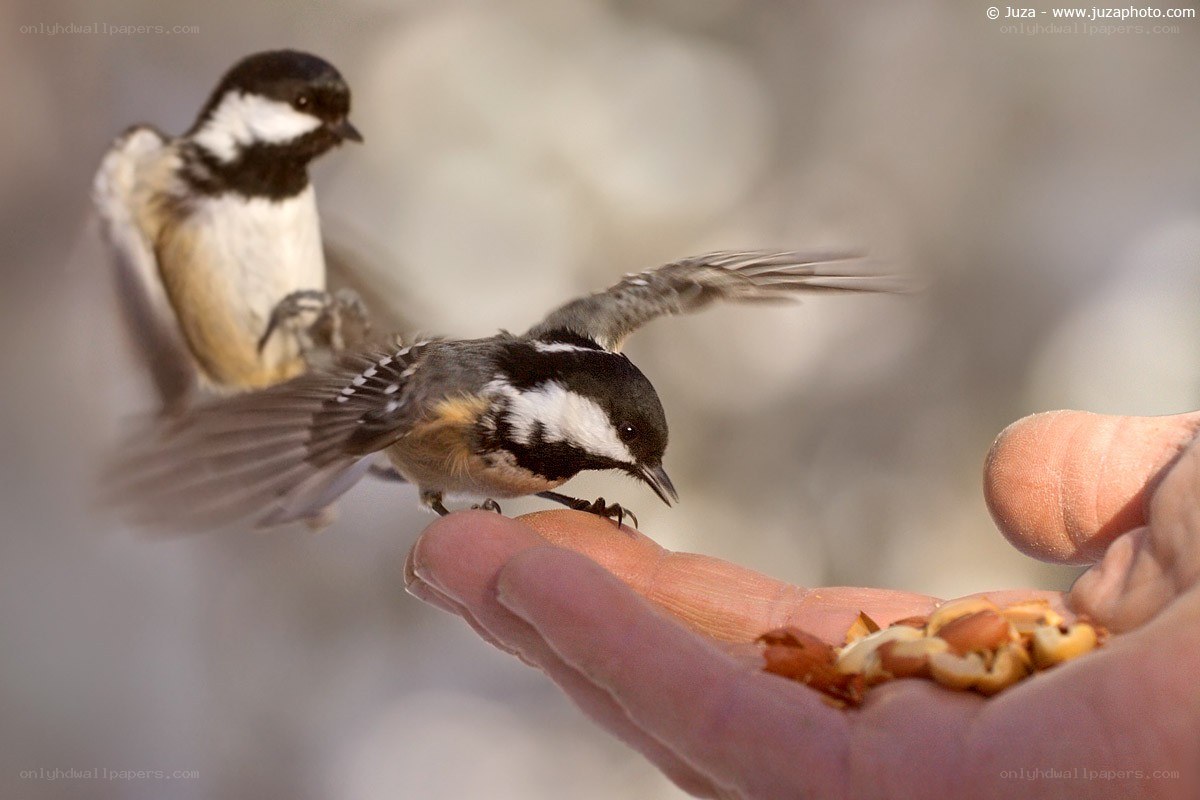 Birds feeding from a hand