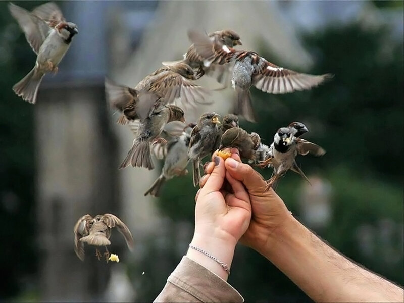 Birds Feeding from Hand — Brown