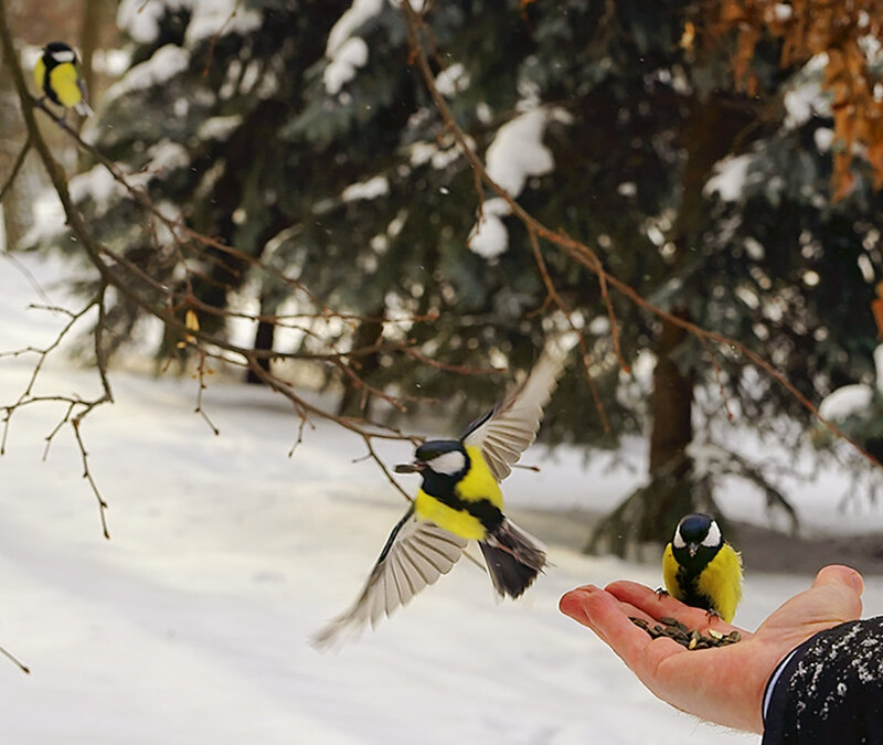 Birds Feeding from Hand