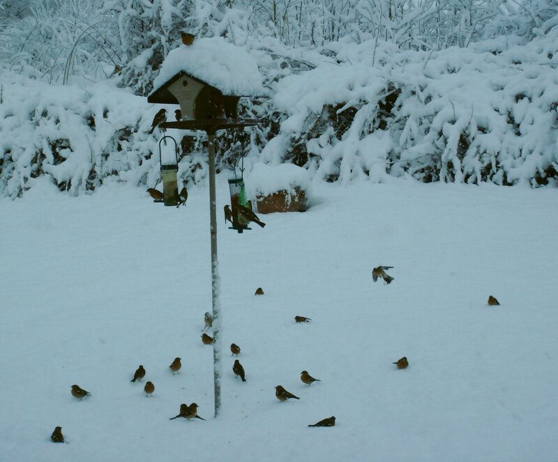 Birds feeding in snowy yard