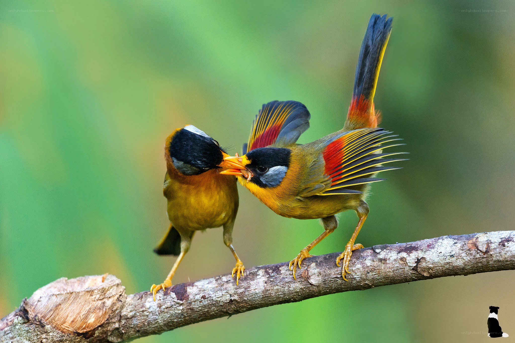 Birds feeding on a branch