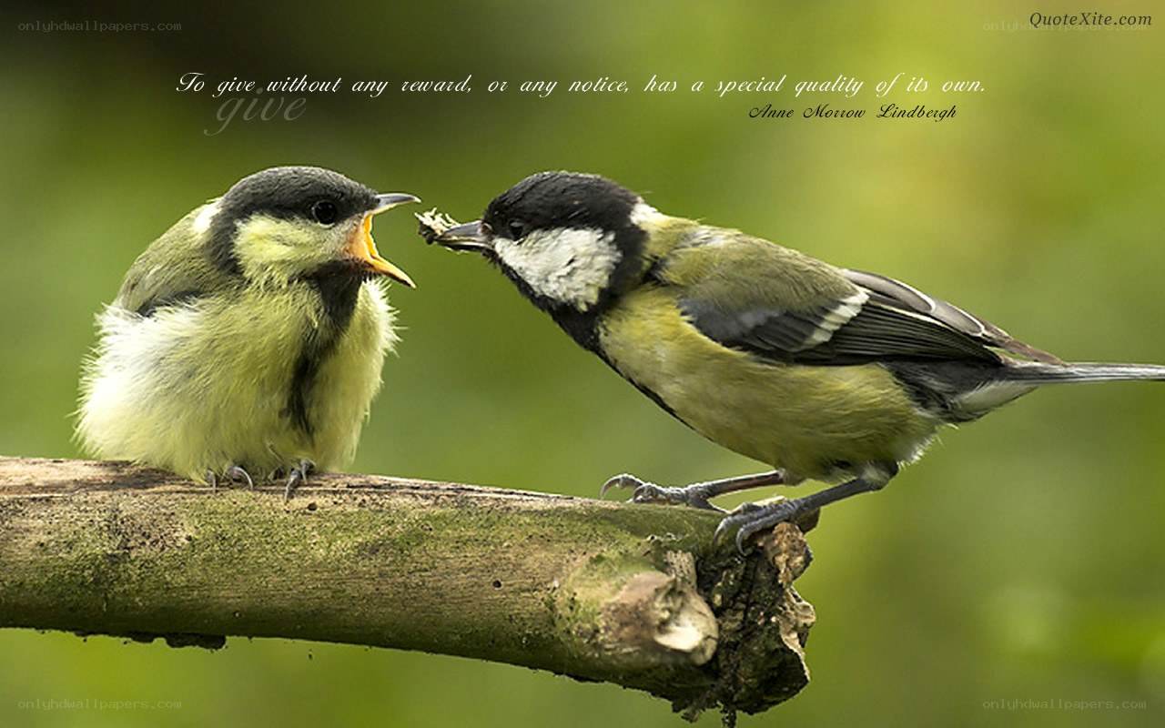 Birds feeding on a branch