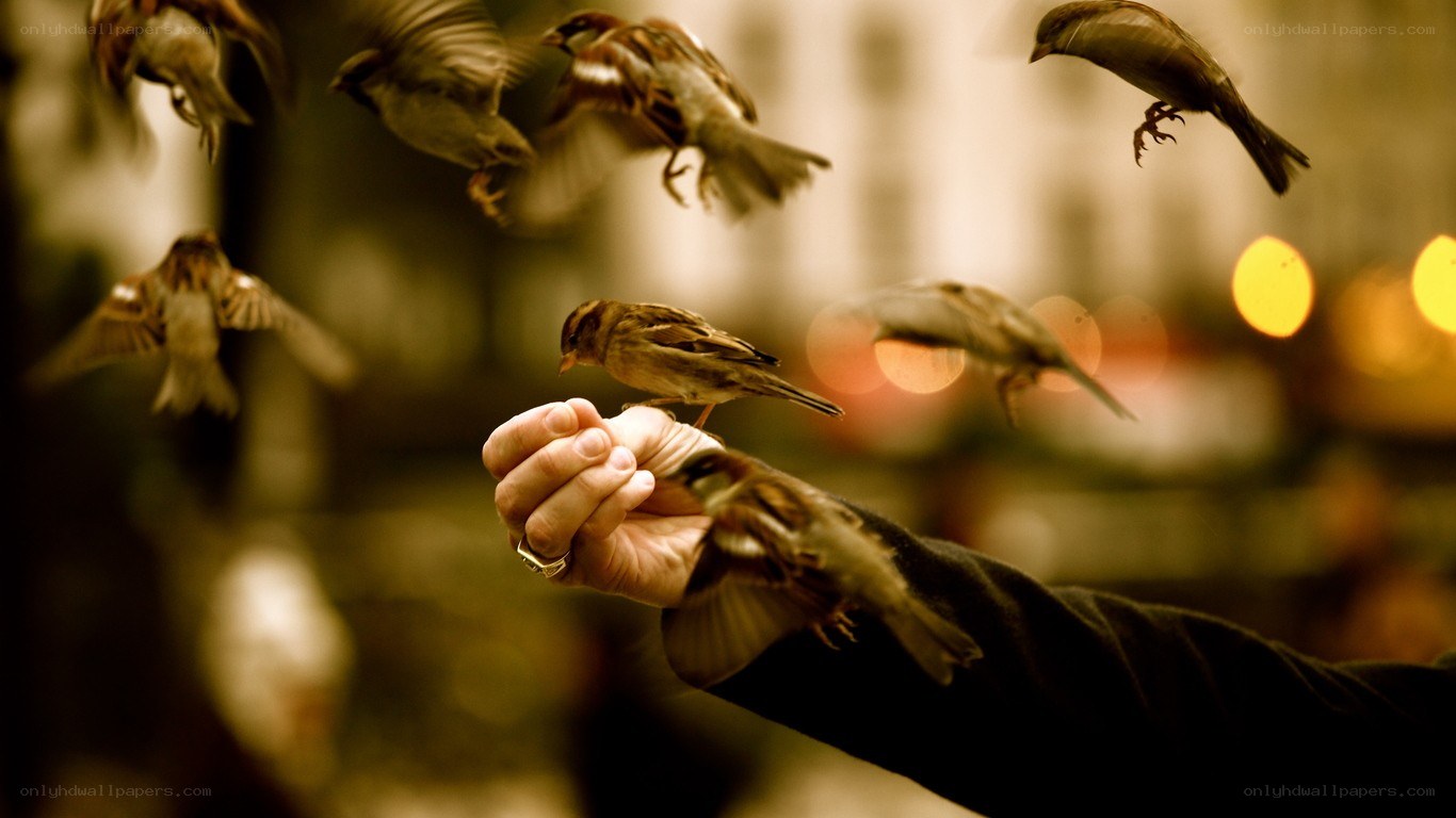 Birds feeding on a hand