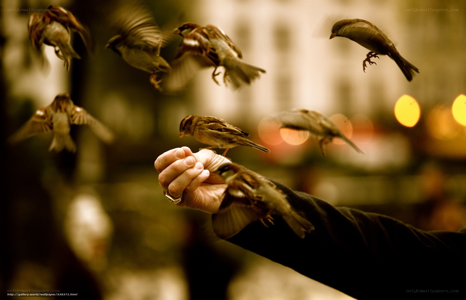 Birds Feeding on a Hand