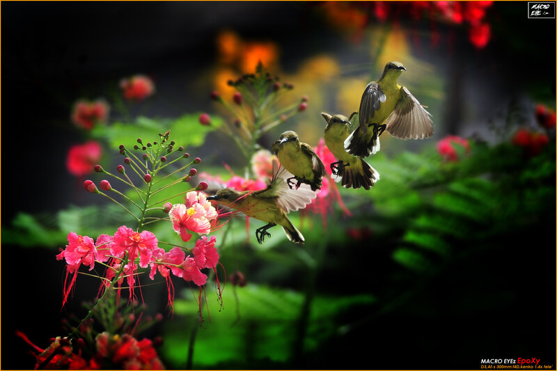 Birds feeding on flowers