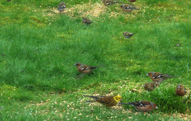 birds feeding on grass