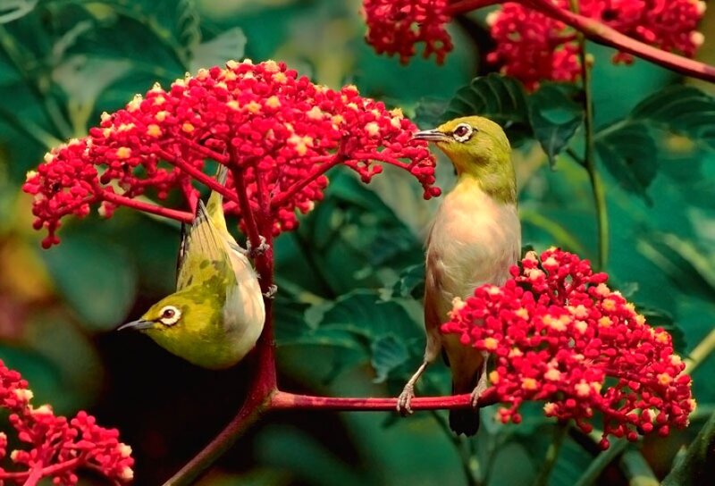 Birds feeding on red flowers