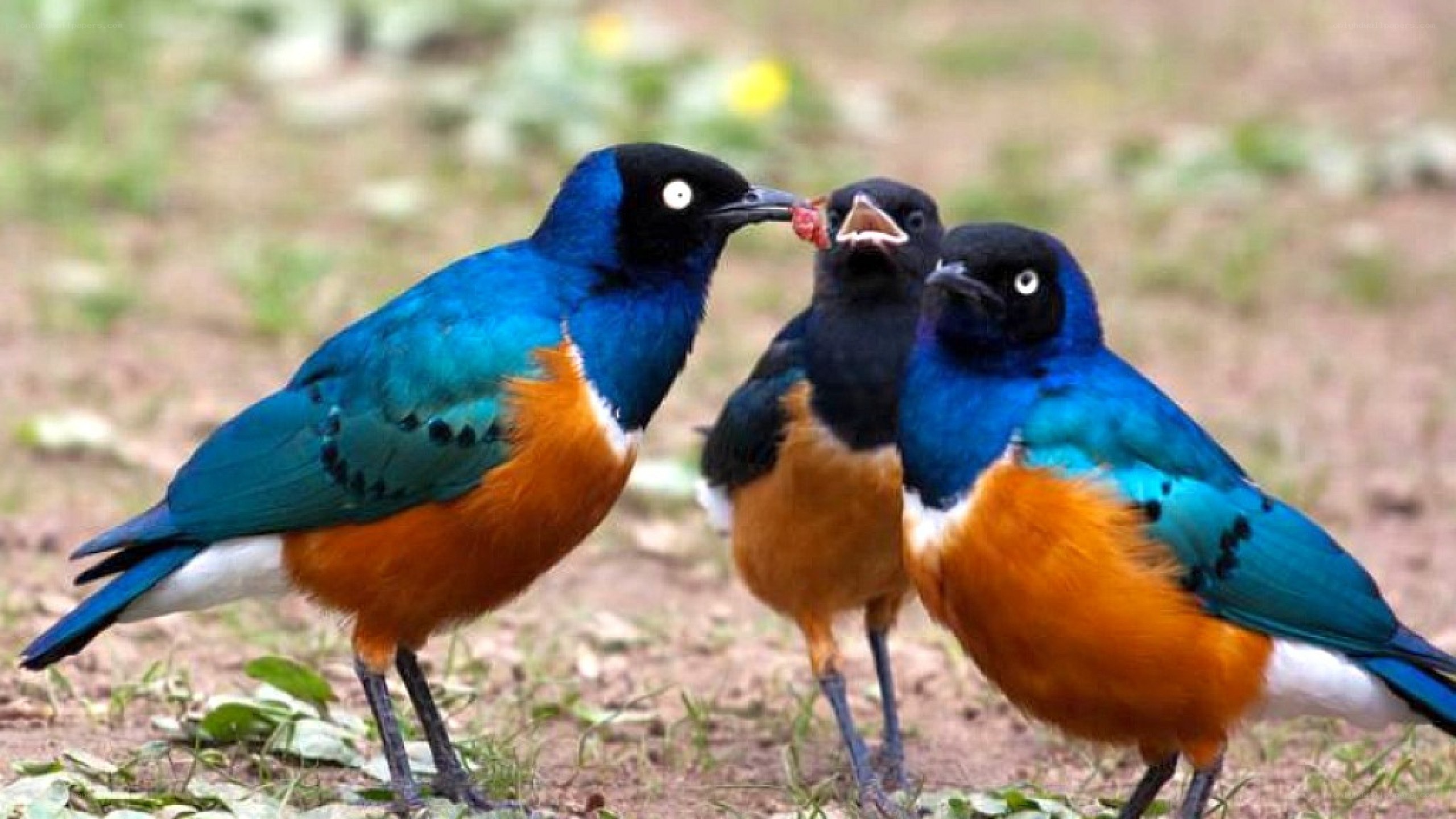 birds feeding young