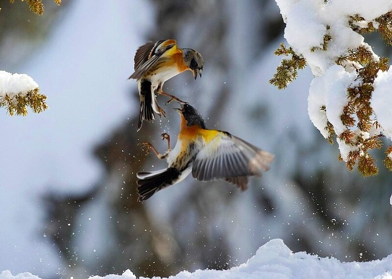 Birds fighting in snow