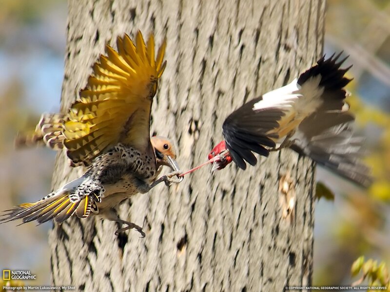 Birds fighting on a tree