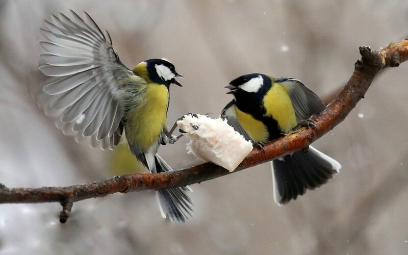 Birds fighting over food