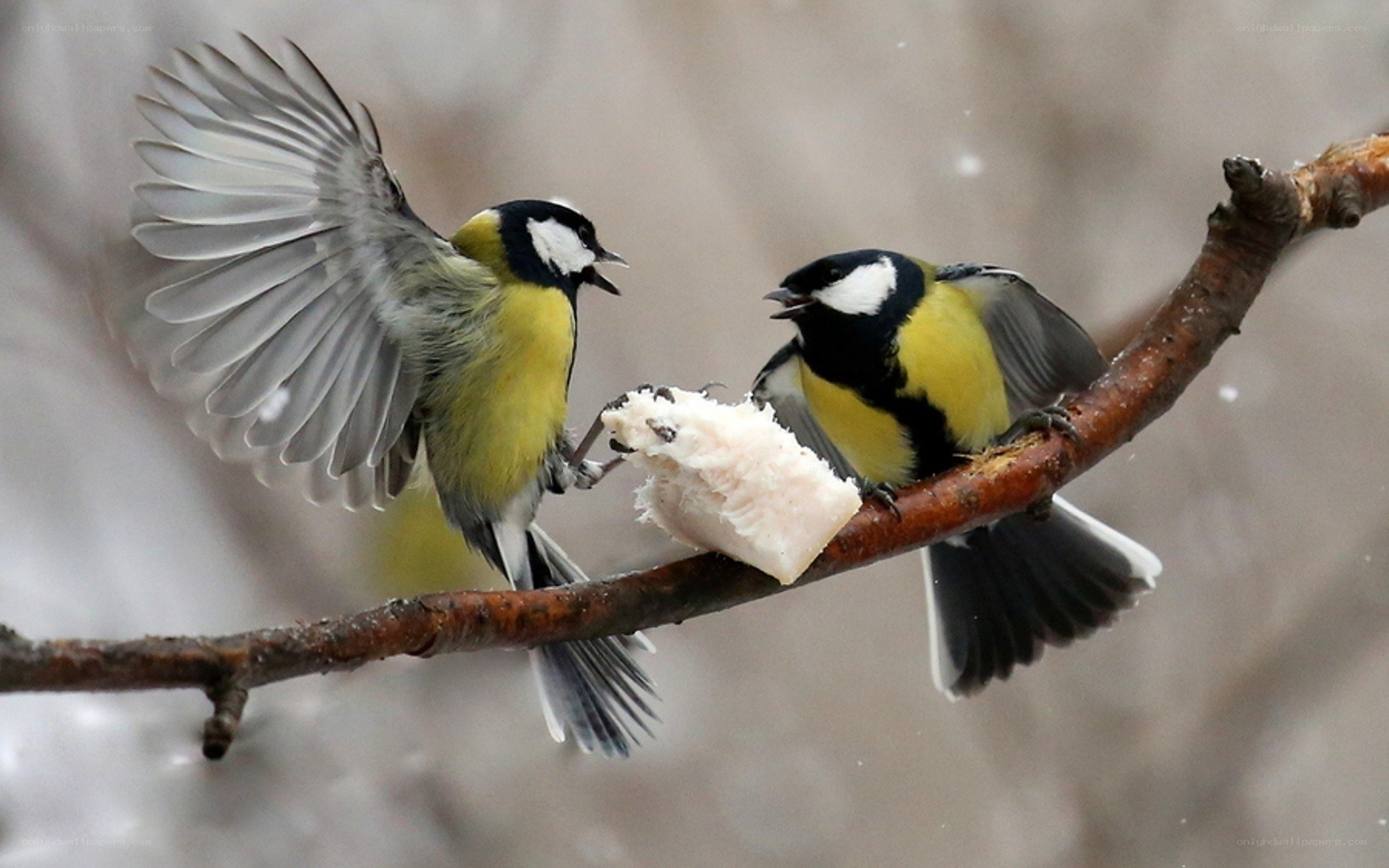 Birds fighting over food