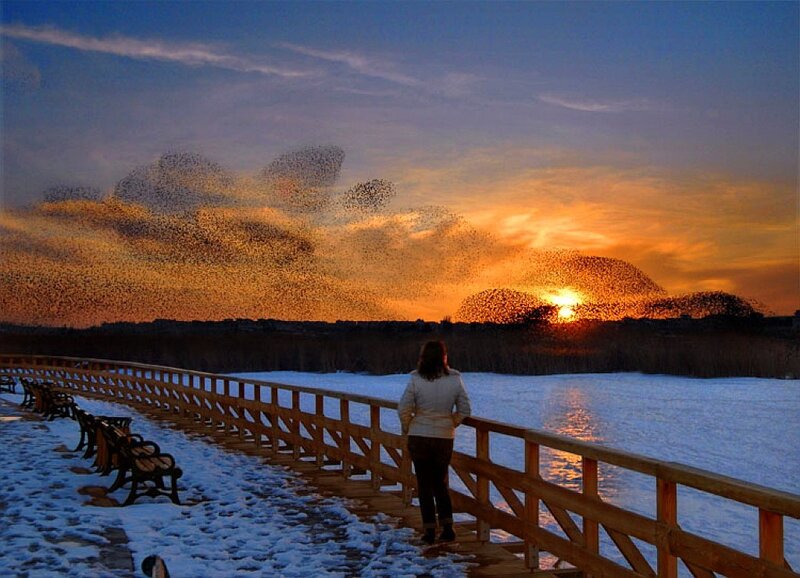 Birds flock at sunset over frozen lake