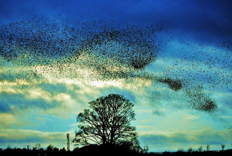 Birds flocking in the sky