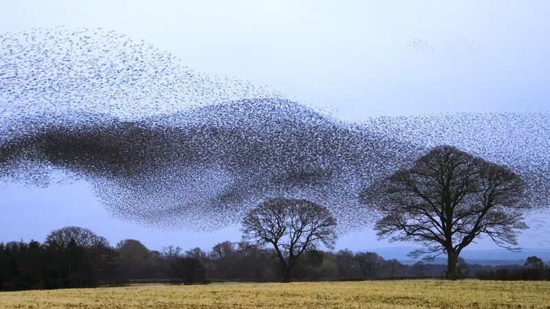 Birds flocking over a field
