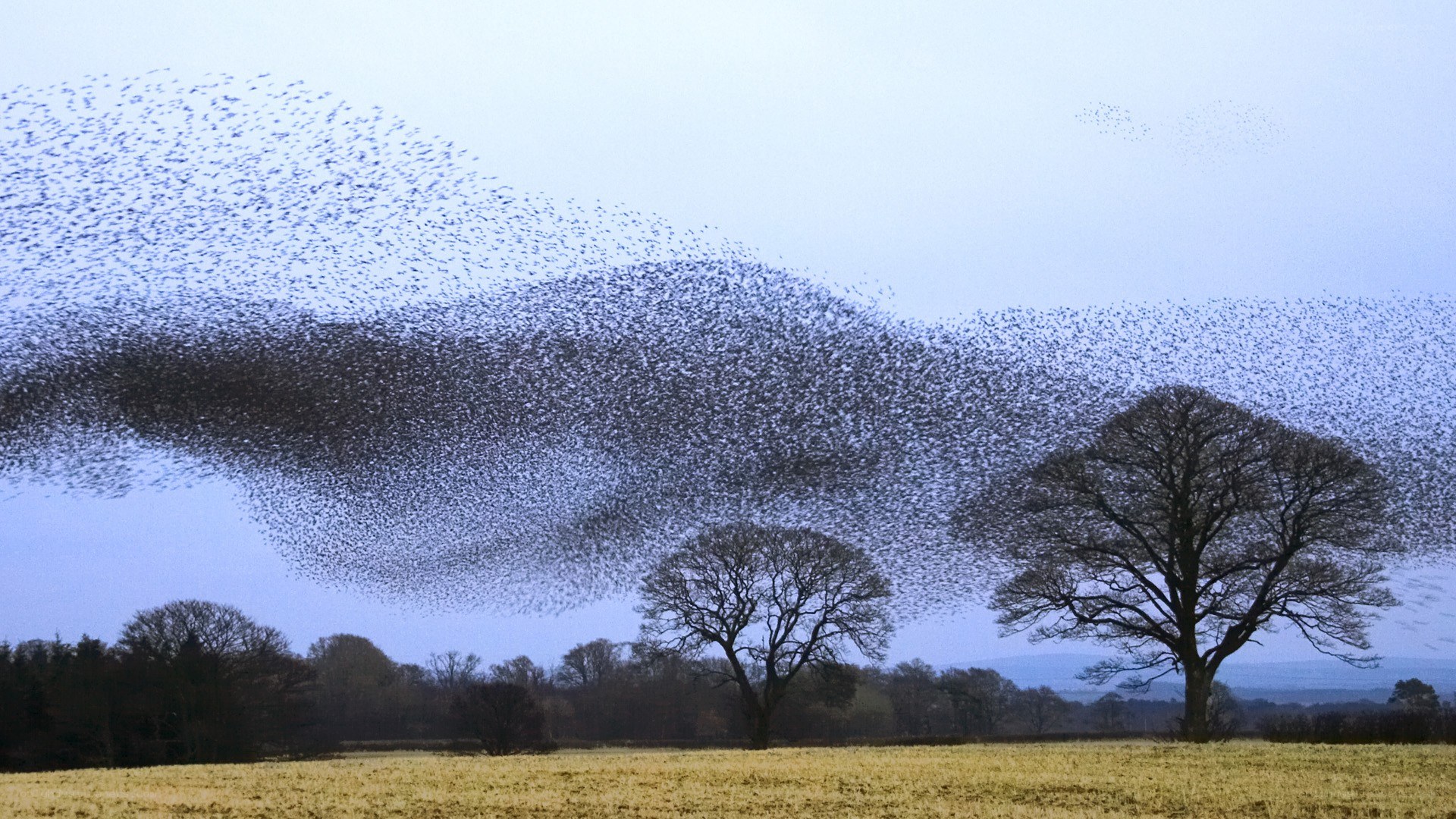 Birds flocking over a field