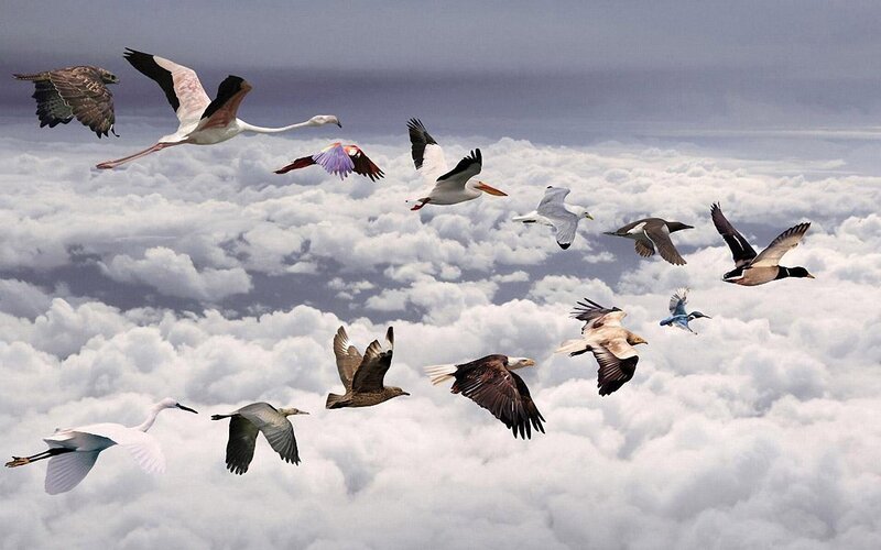 birds flying above clouds