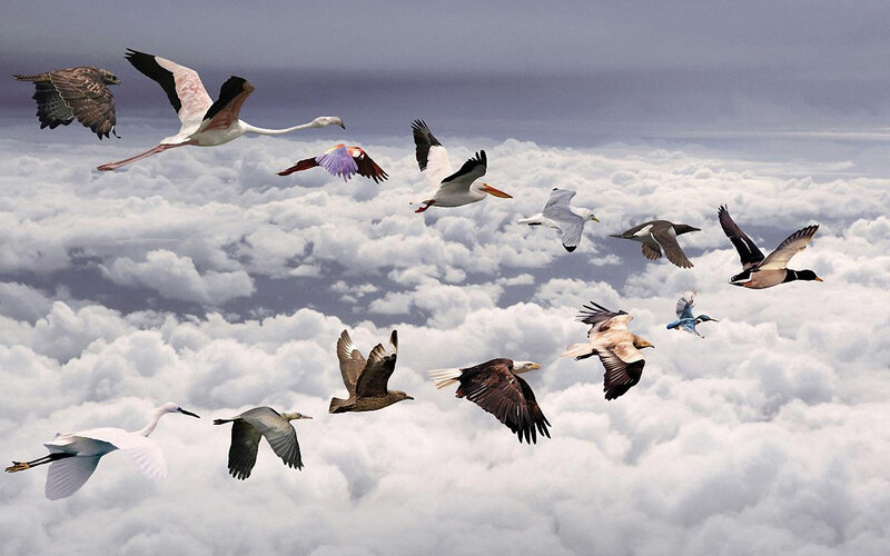 Birds Flying Above Clouds — White, Serene, Photograph