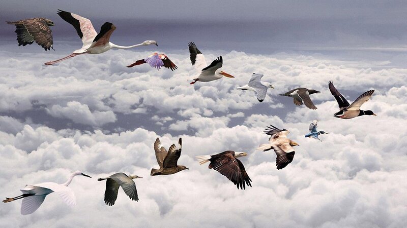 Birds Flying Above Clouds — White, Serene