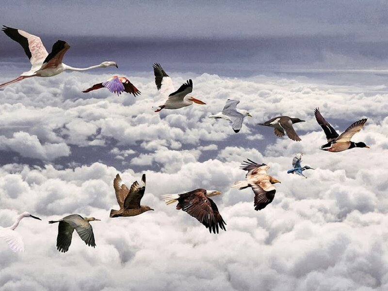 Birds Flying Above Clouds — White