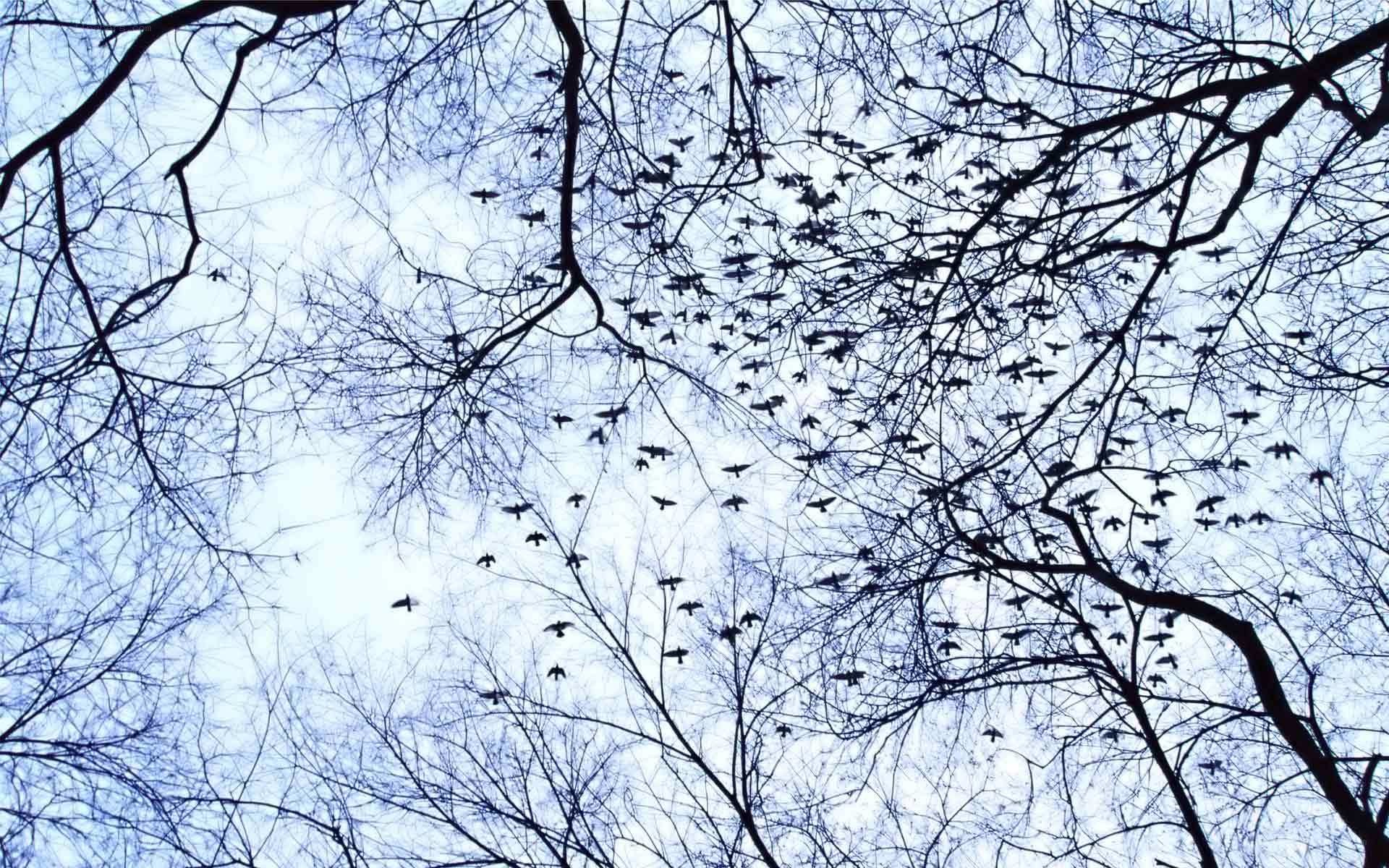 Birds flying among bare branches