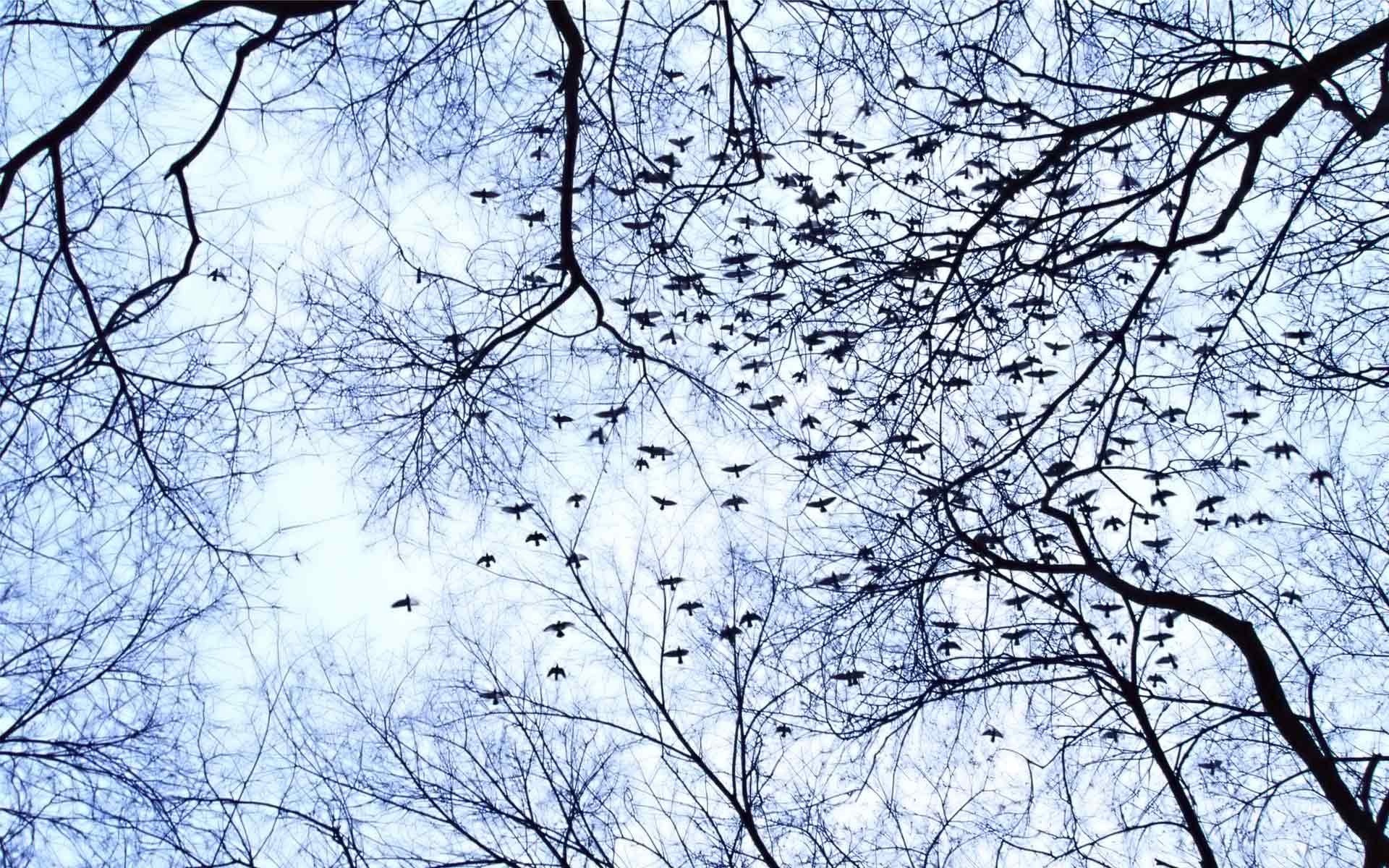 Birds flying among bare branches