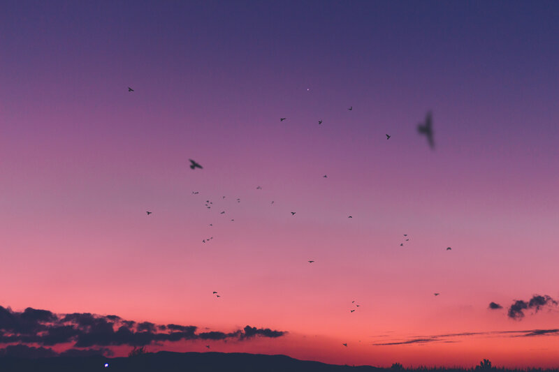 Birds Flying at Dusk — Purple