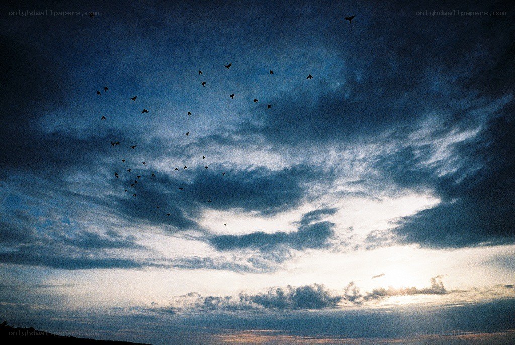 Birds flying at dusk