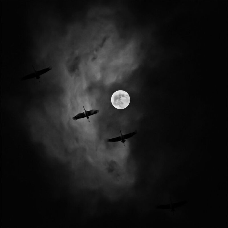 Birds Flying at Night — Black