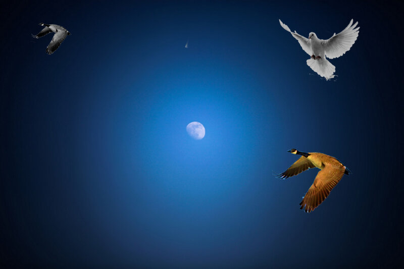 Birds Flying at Night — Blue, Serene