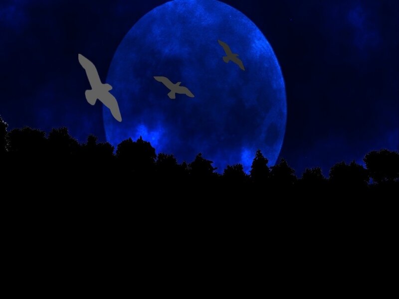 Birds Flying at Night — Blue