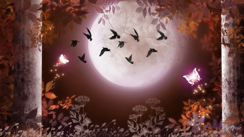 Birds Flying at Night