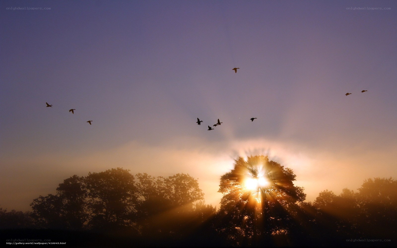 Birds flying at sunrise