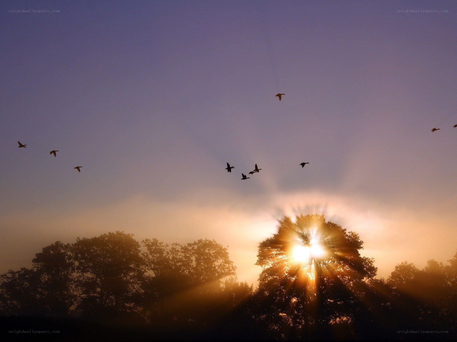 Birds flying at sunrise