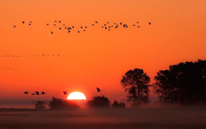 Birds Flying at Sunrise — Orange, Serene