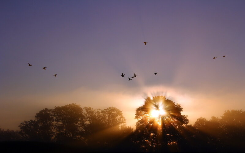 Birds Flying at Sunrise — Purple
